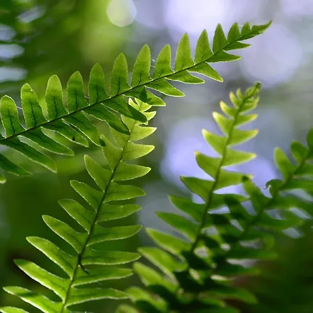 Bovec At Three Samoyeds Soca