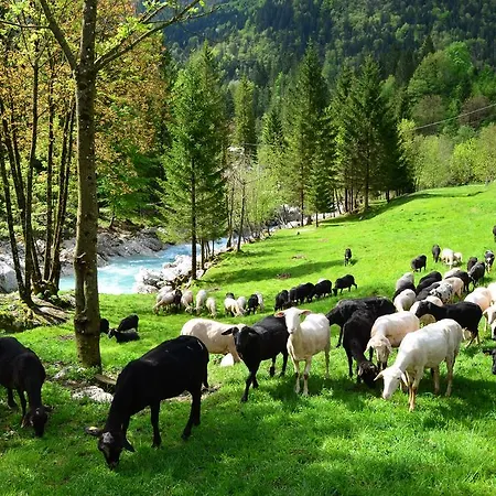 Hébergement de vacances Bovec At Three Samoyeds Soča