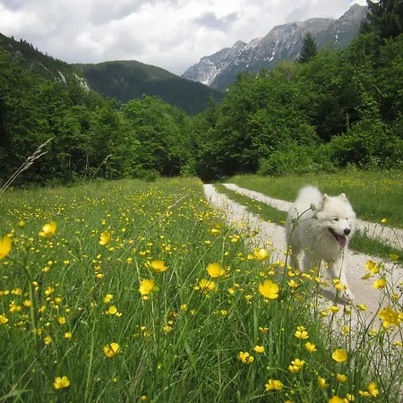 Hébergement de vacances Bovec At Three Samoyeds
