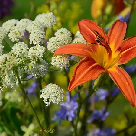 Bovec At Three Samoyeds Soča