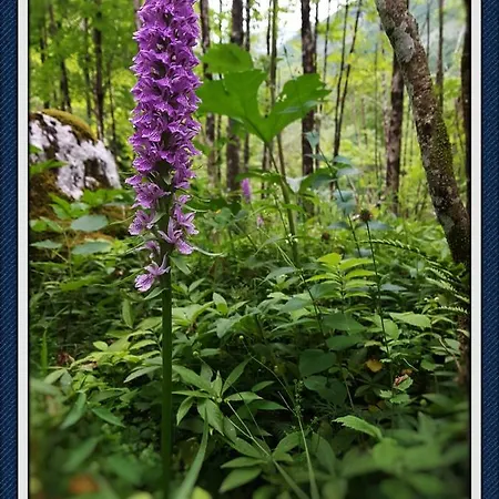 Bovec At Three Samoyeds Soca