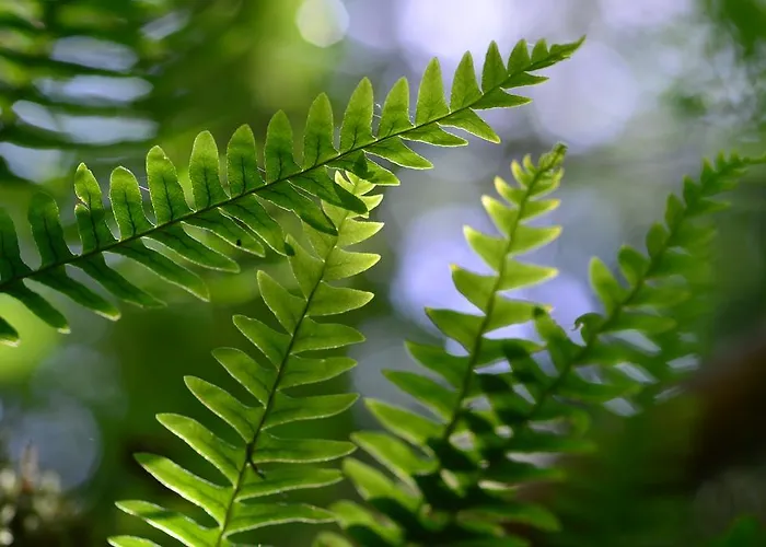 Bovec At Three Samoyeds Soča