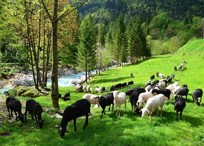 Hébergement de vacances Bovec At Three Samoyeds Soča