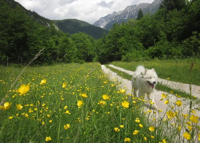 Hébergement de vacances Bovec At Three Samoyeds