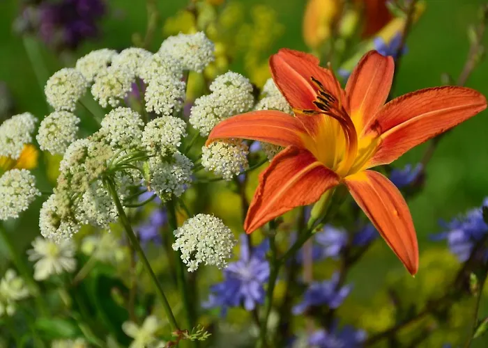 Bovec At Three Samoyeds Soča