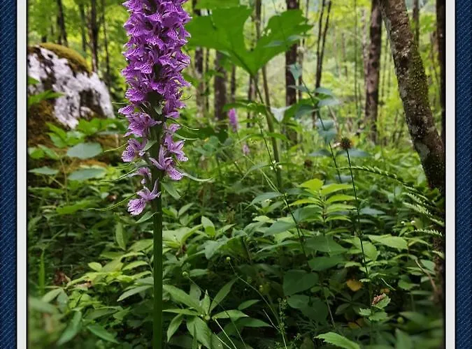 Bovec At Three Samoyeds Soča