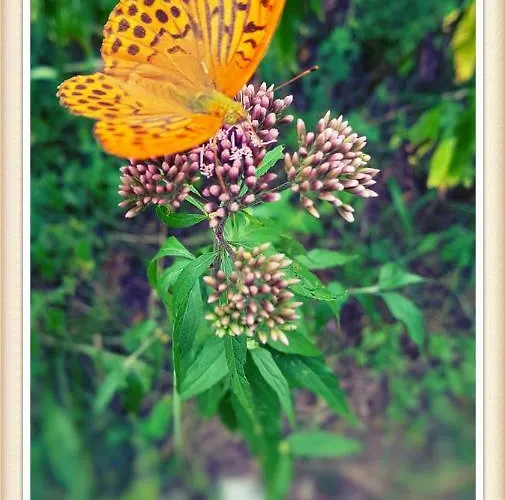 Casa vacanze Bovec At Three Samoyeds Soča